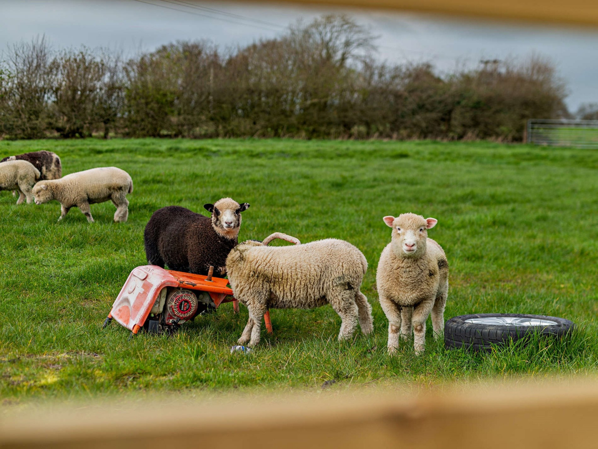Ripon Manor - Pet-friendly Countryside Haven - photo 5