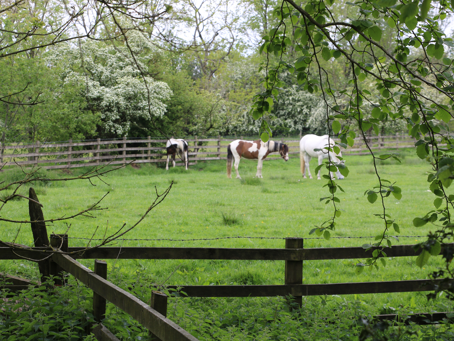 Lower Flass Farm - photo 4