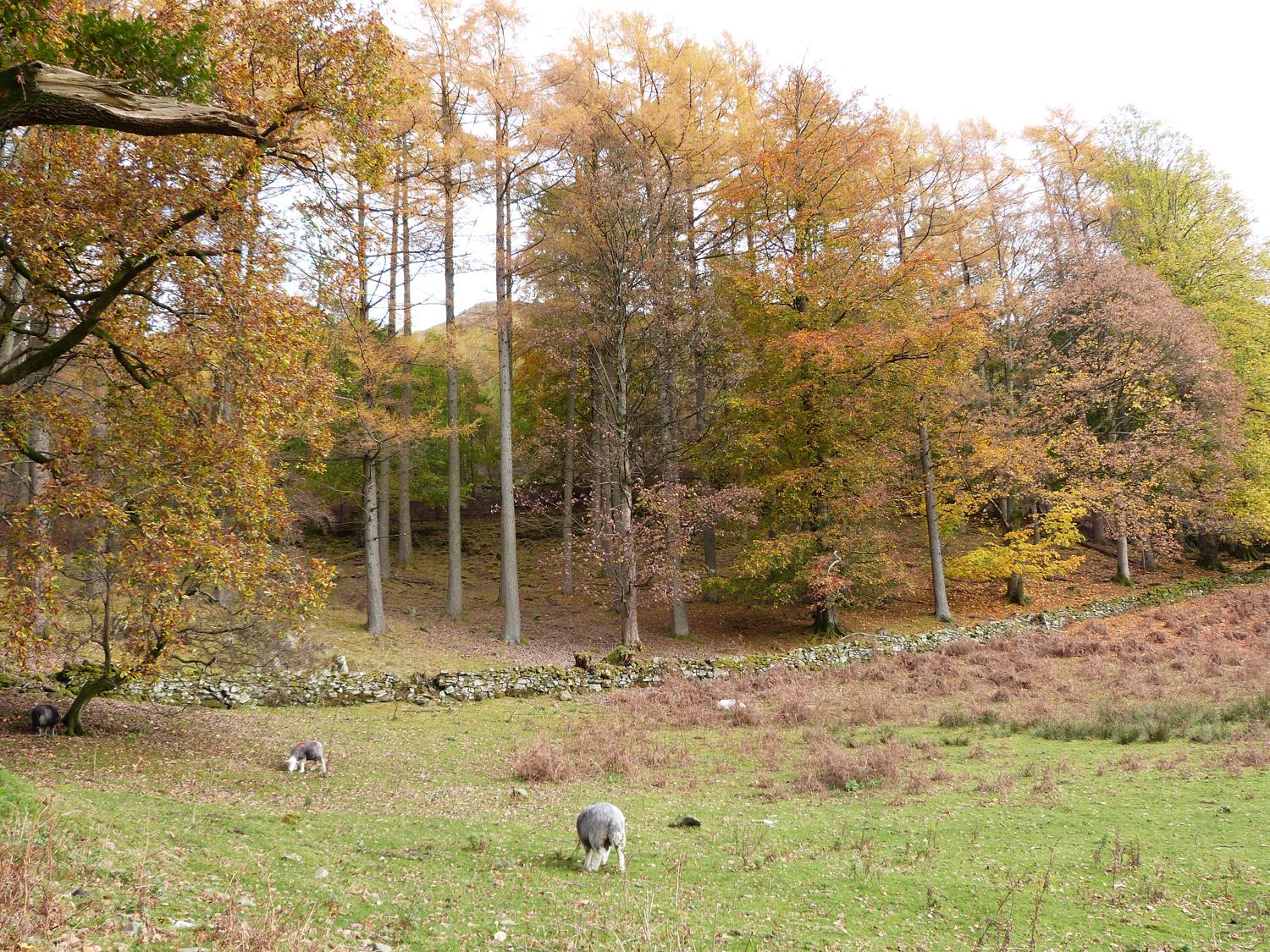 The Oaks - photo 3